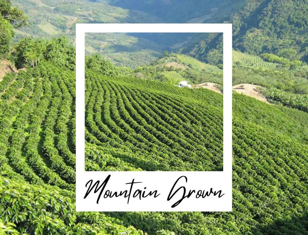 Mountain Grown Coffee