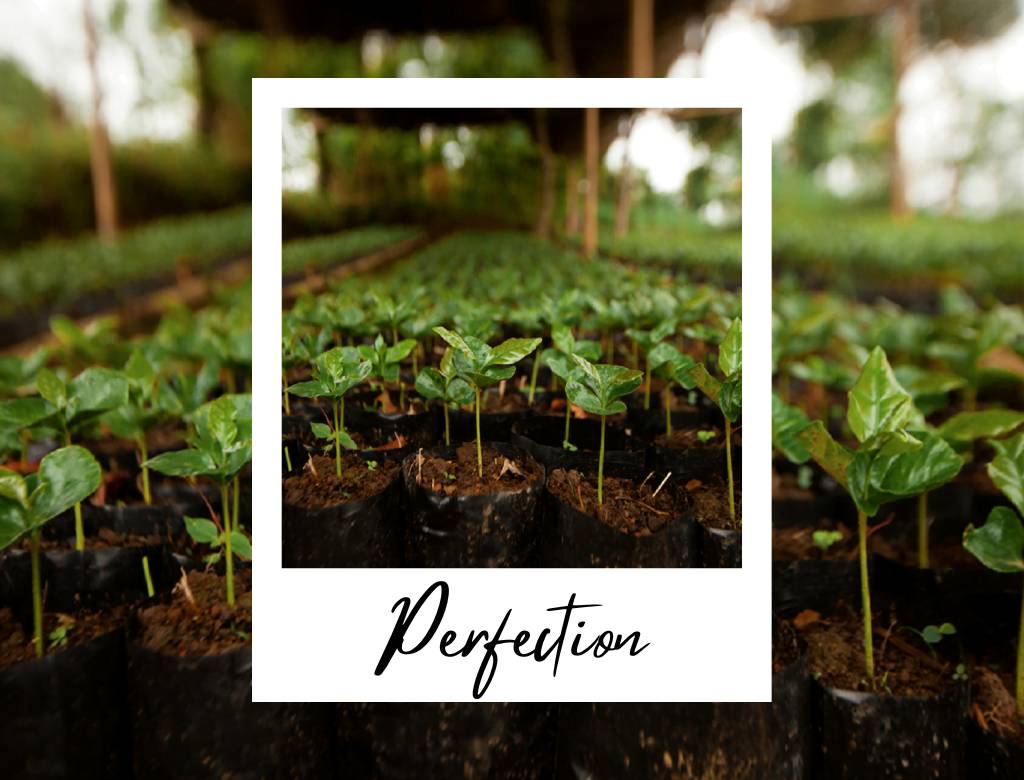 Perfection in Every Cup