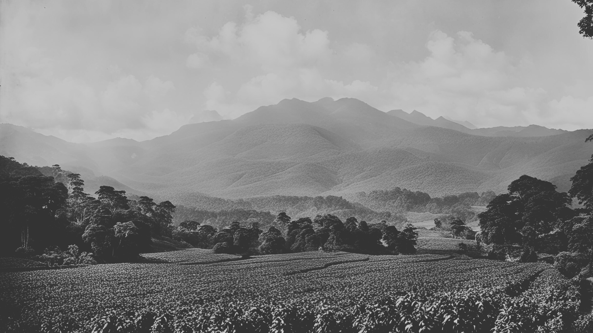 The Original Colombian Coffee